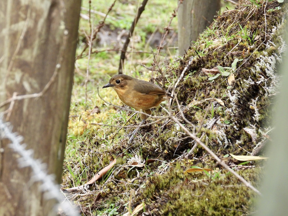 Tawny Antpitta - ML643364194