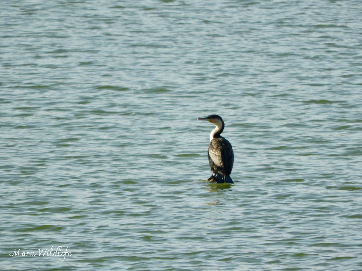Great Cormorant (White-breasted) - ML643364201