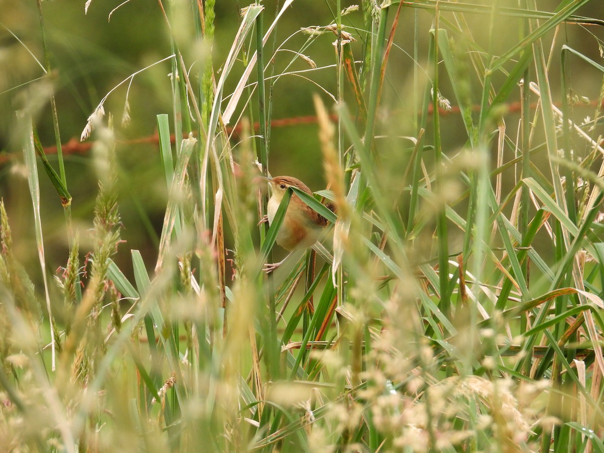 Grass Wren - ML643364204