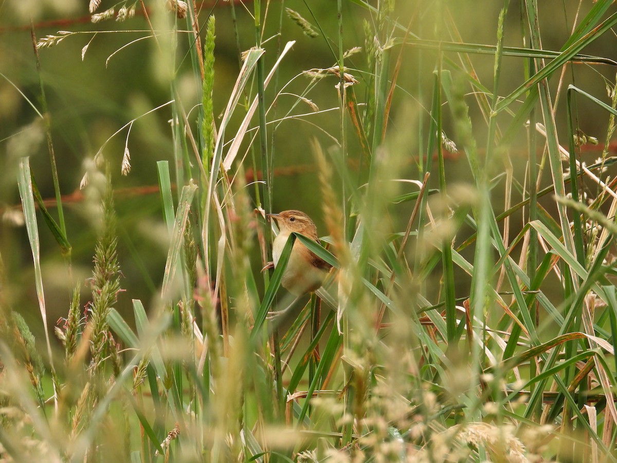 Grass Wren - ML643364205