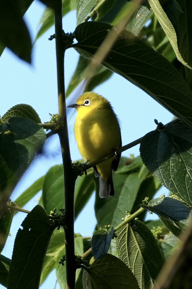 Southern Yellow White-eye - ML643364211
