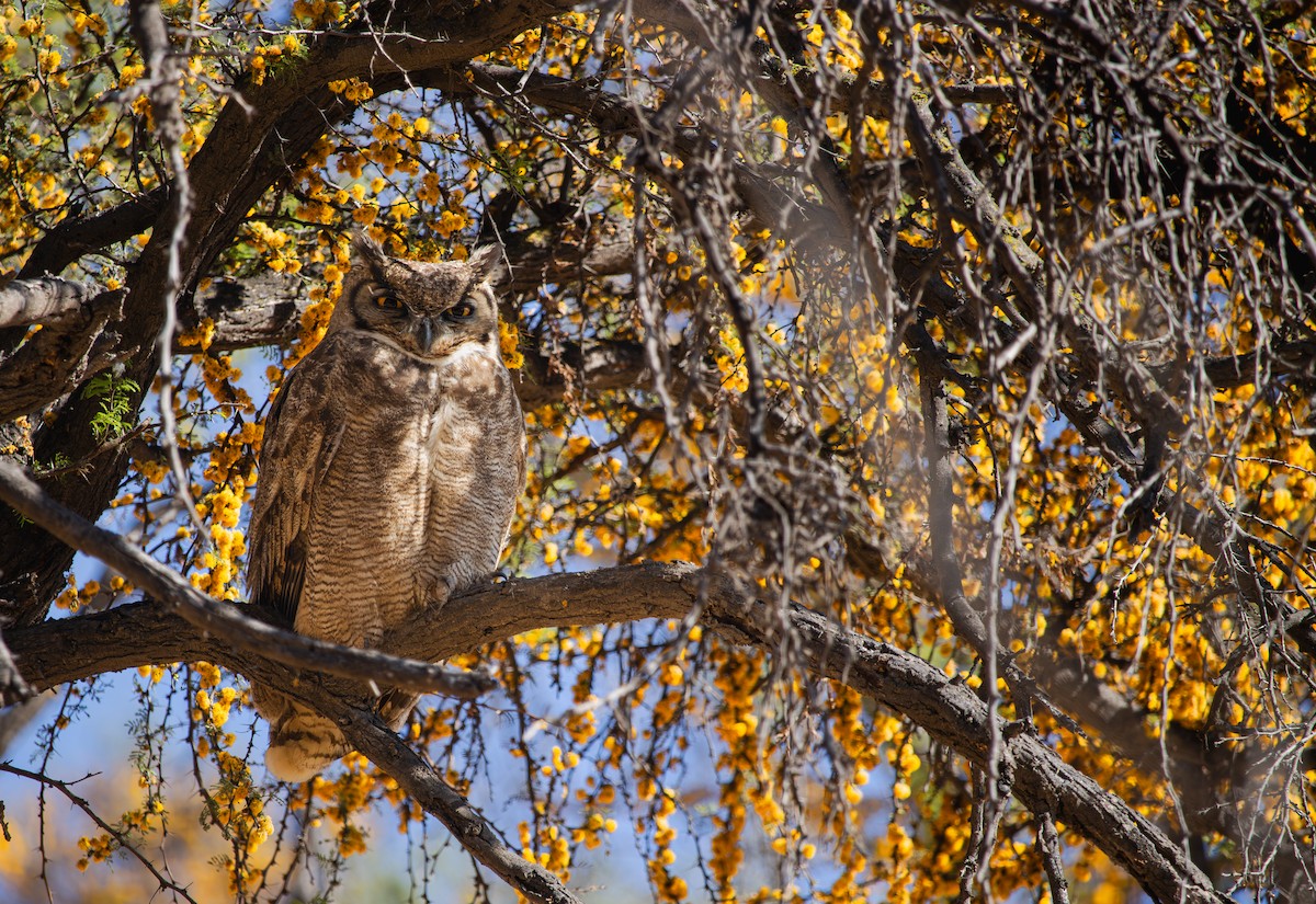 Lesser Horned Owl - ML643364212