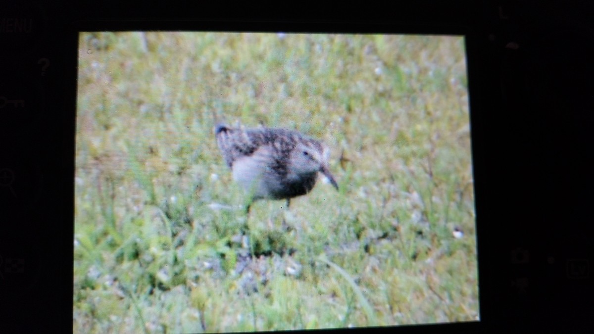 Pectoral Sandpiper - ML643364213
