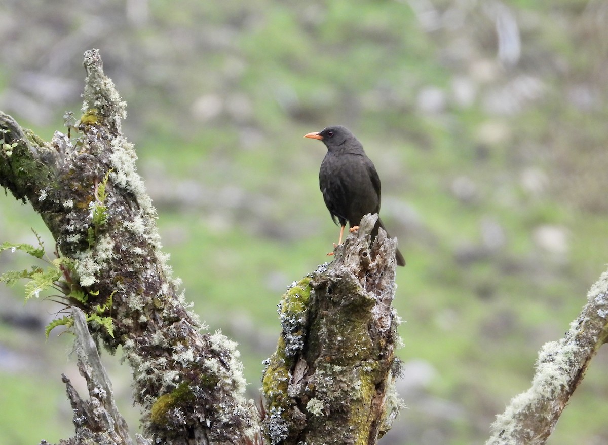 Дрізд великий - ML643364216