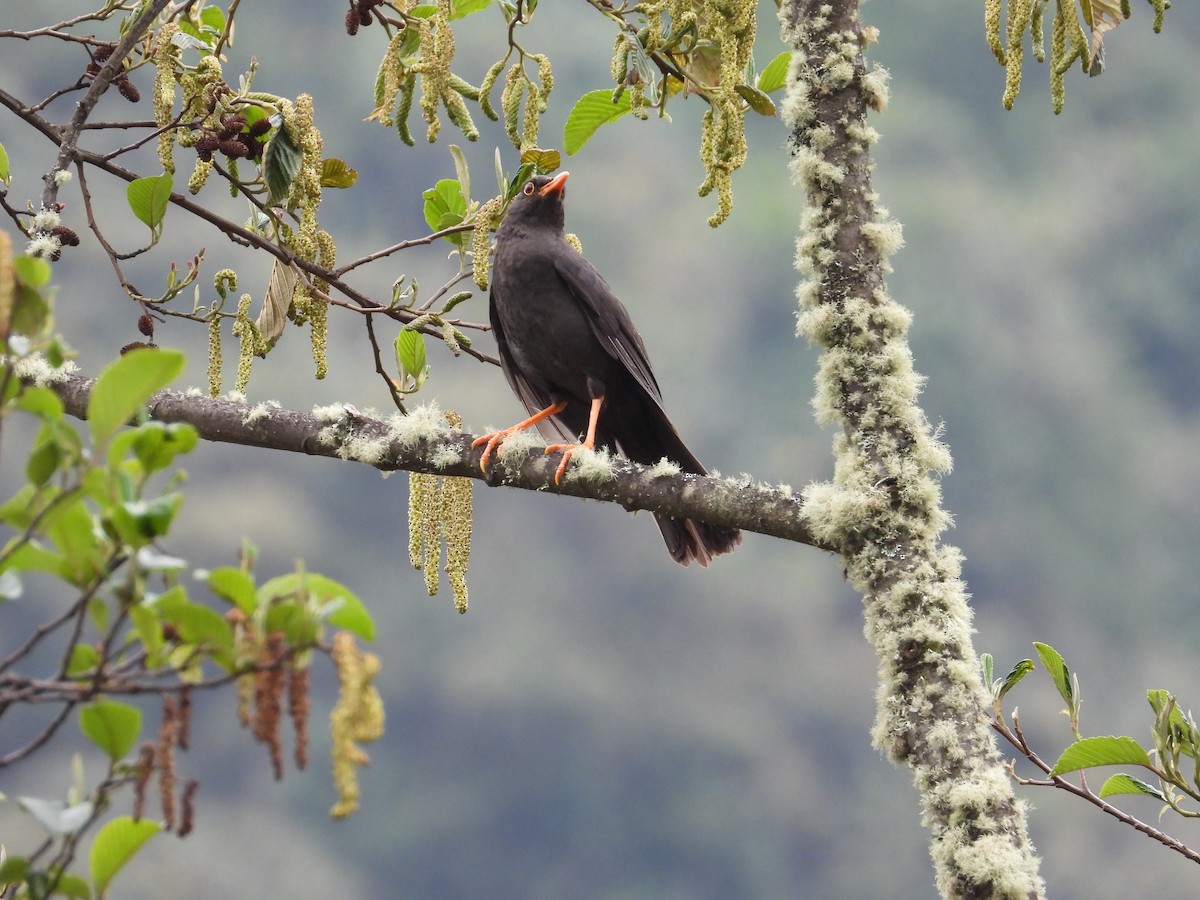 Дрізд великий - ML643364217