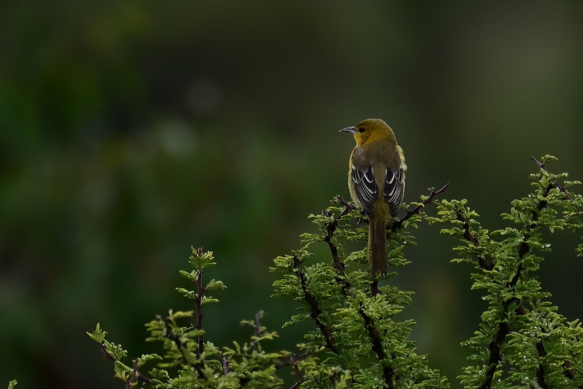 new world oriole sp. - ML643364220