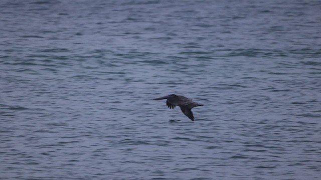 Pélican brun - ML643364221