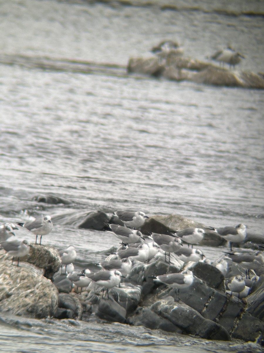 Franklin's Gull - ML643364227