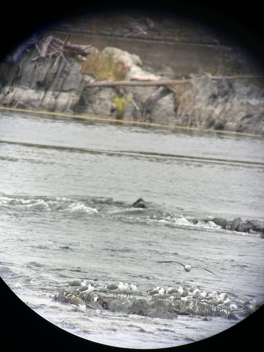 Franklin's Gull - ML643364228