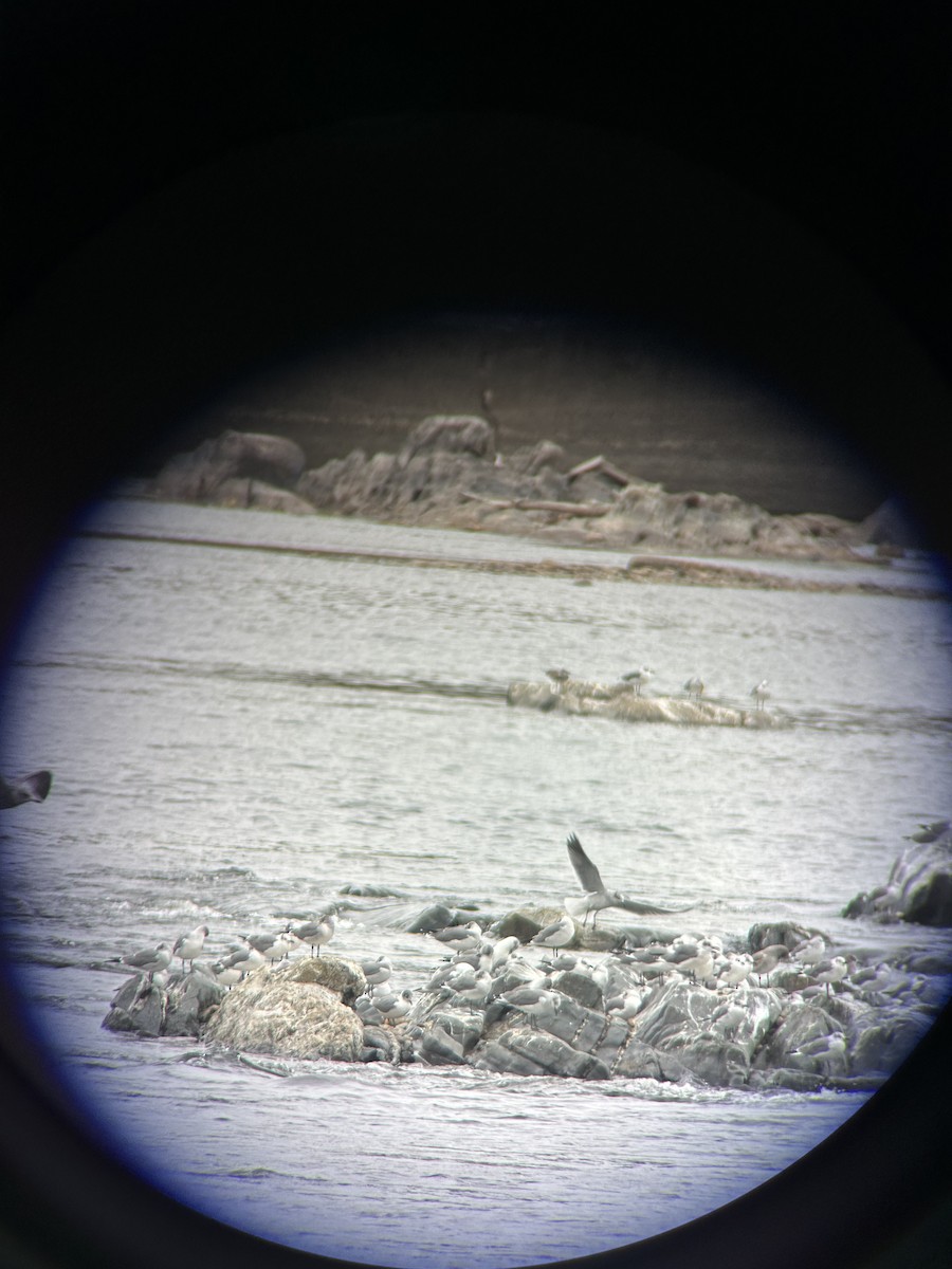 Franklin's Gull - ML643364229