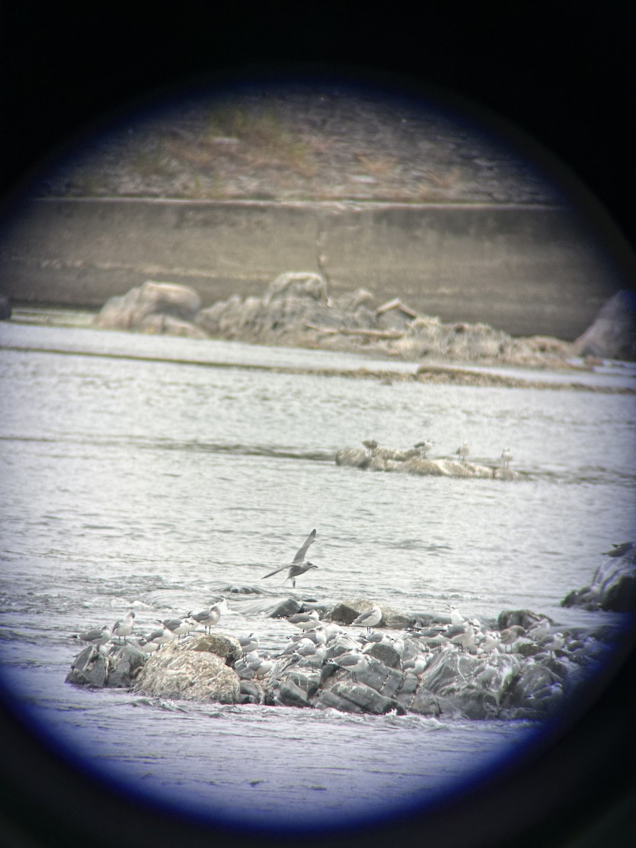 Franklin's Gull - ML643364231