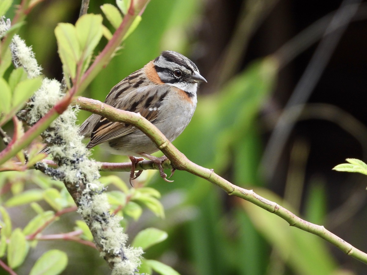 Бруант рудошиїй - ML643364233