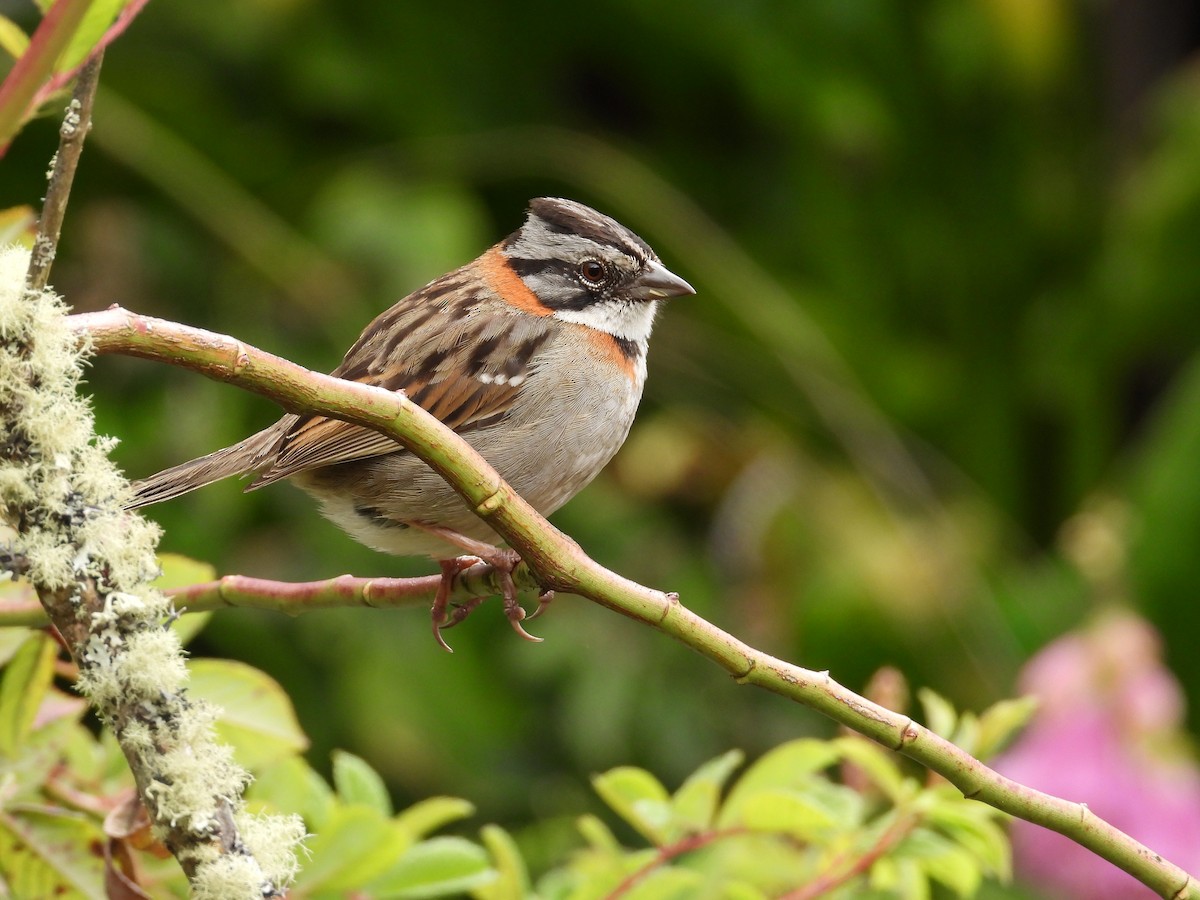 Бруант рудошиїй - ML643364236