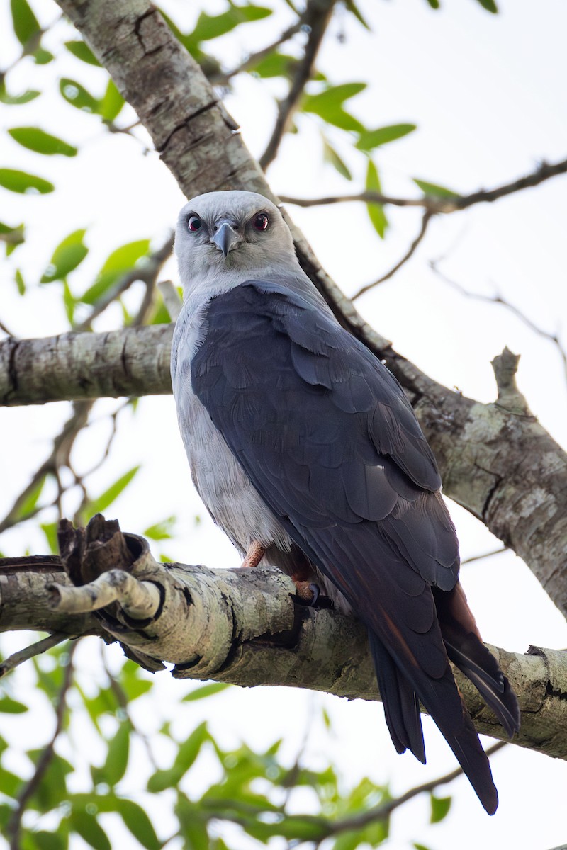 Plumbeous Kite - ML643364240