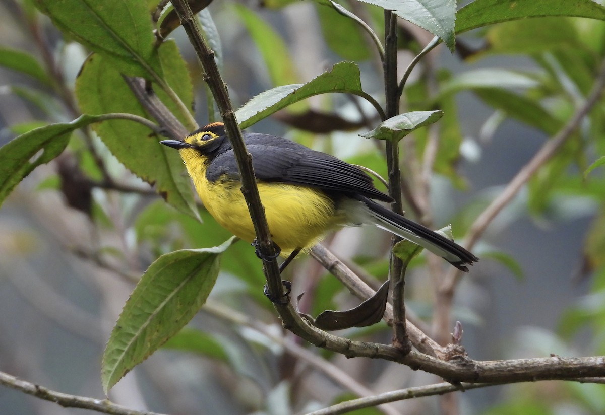 Spectacled Redstart - ML643364247