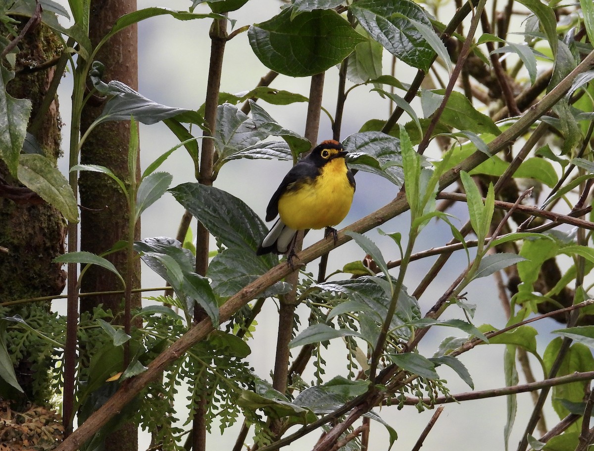 Spectacled Redstart - ML643364248