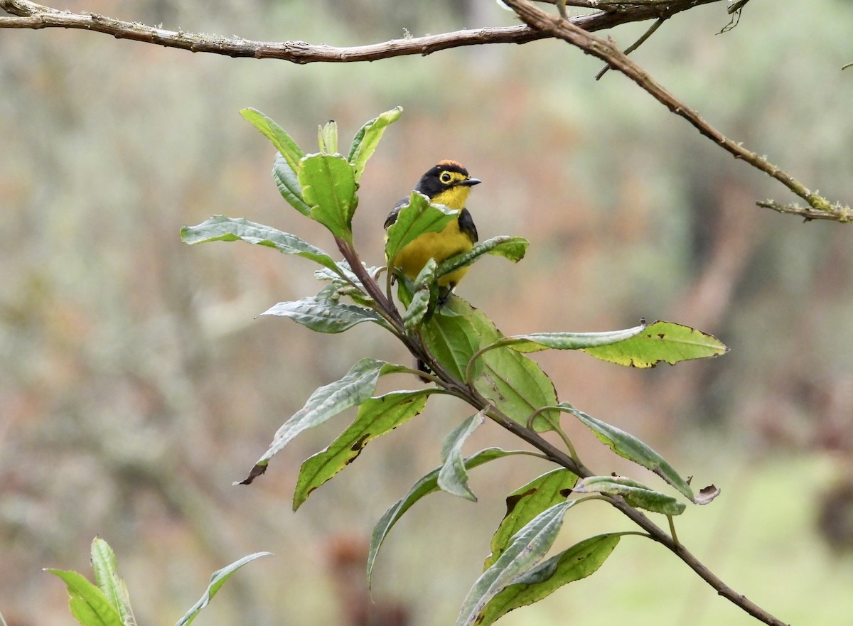 Spectacled Redstart - ML643364249