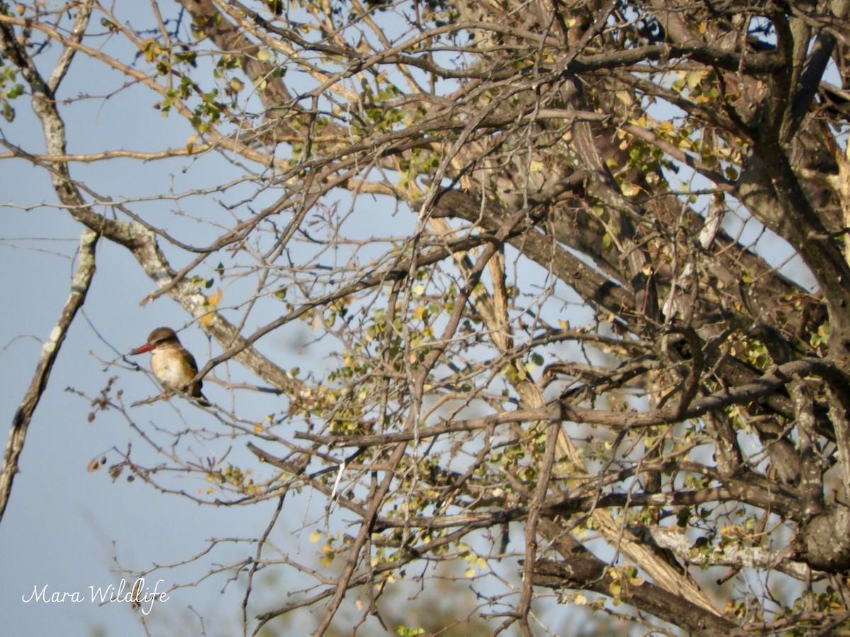 Brown-hooded Kingfisher - ML643364260