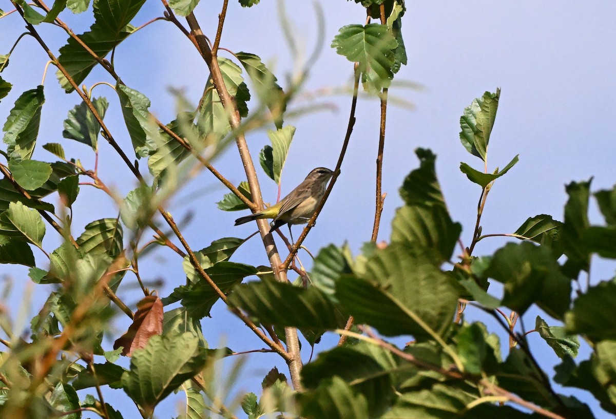 Palm Warbler - ML643364278