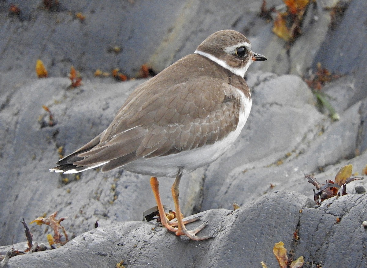 eBird Checklist - 12 Oct 2025 - Hartlen Point - 40 species (+1 other taxa)