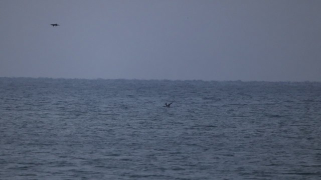 Plongeon huard - ML643364287