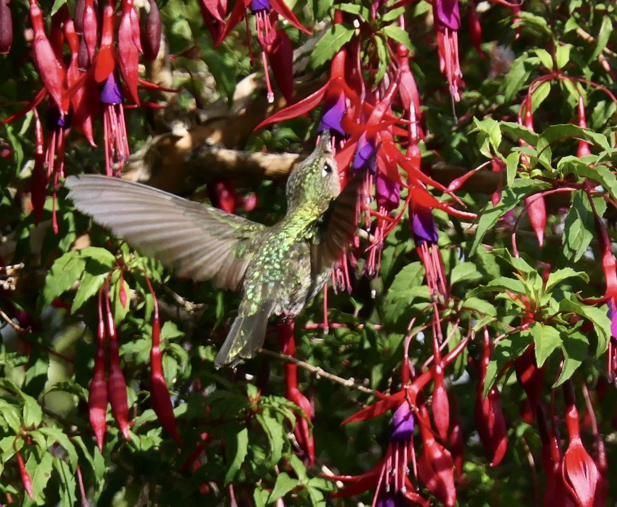 Colibrí Austral - ML643364288