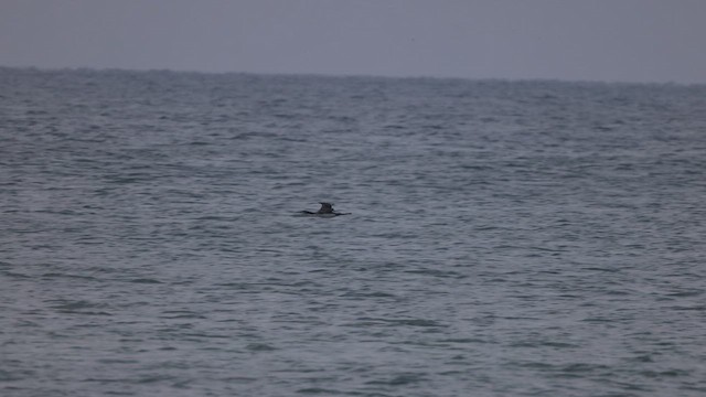 Plongeon huard - ML643364300