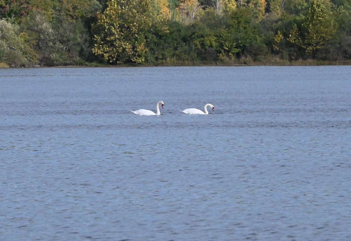 Mute Swan - ML643364308
