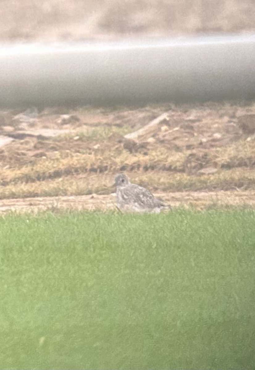 Black-bellied Plover - ML643364311