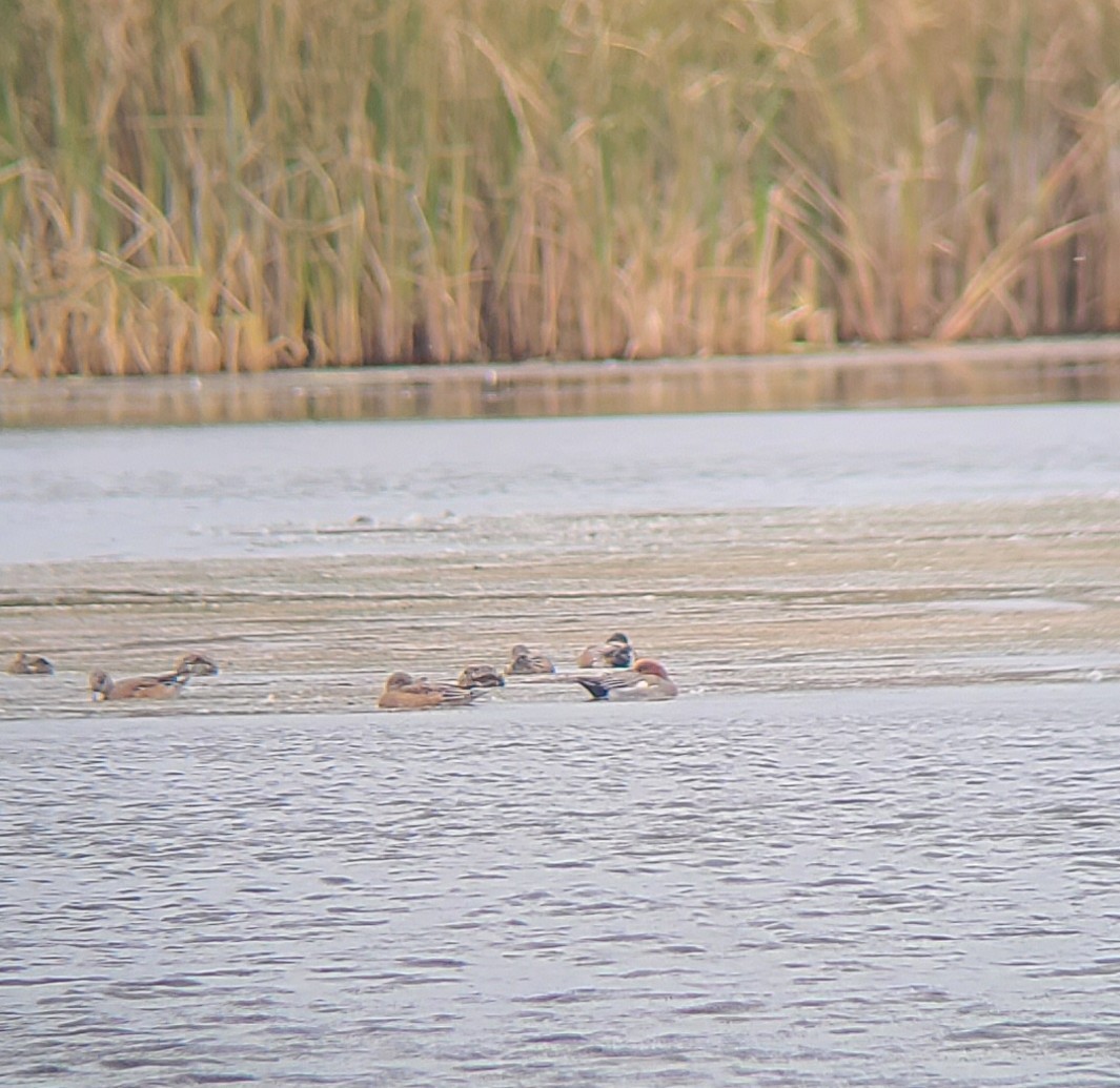Eurasian Wigeon - ML643364317