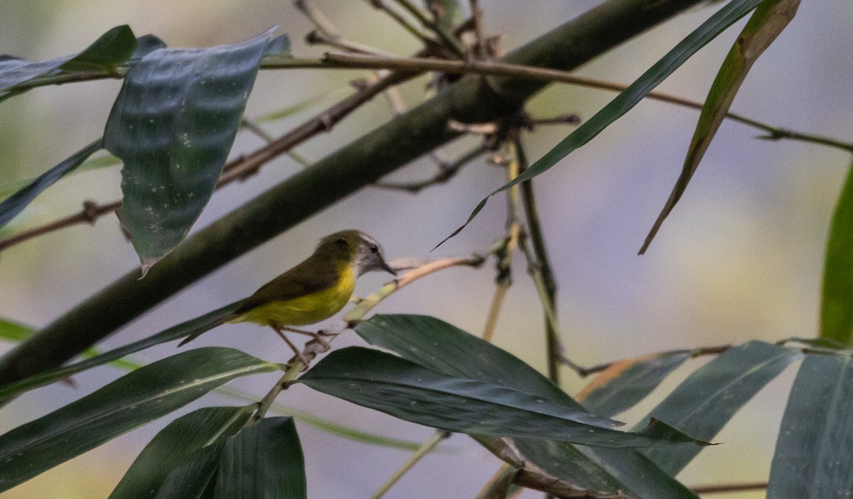 Yellow-bellied Warbler - ML643364319
