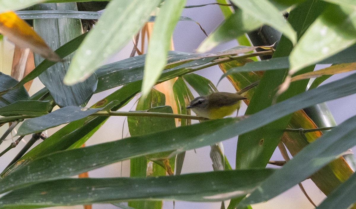 Yellow-bellied Warbler - ML643364320