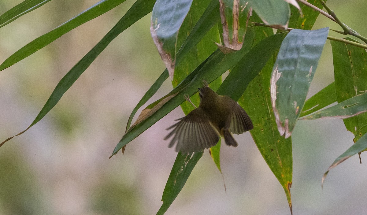 Yellow-bellied Warbler - ML643364326