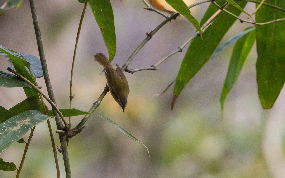 Yellow-bellied Warbler - ML643364327