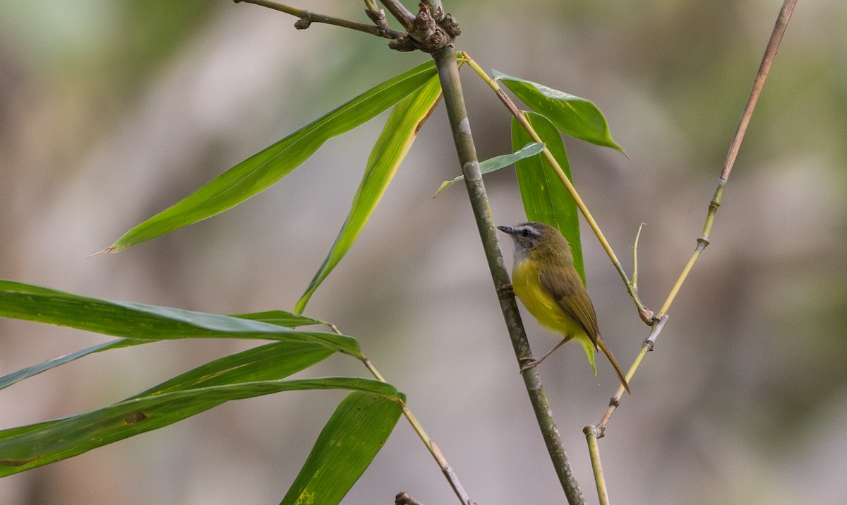 Yellow-bellied Warbler - ML643364328