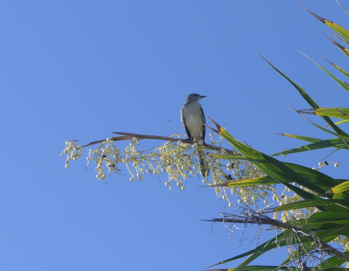 Northern Mockingbird - ML643364340