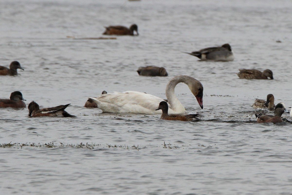 Tundra Swan - ML643364341