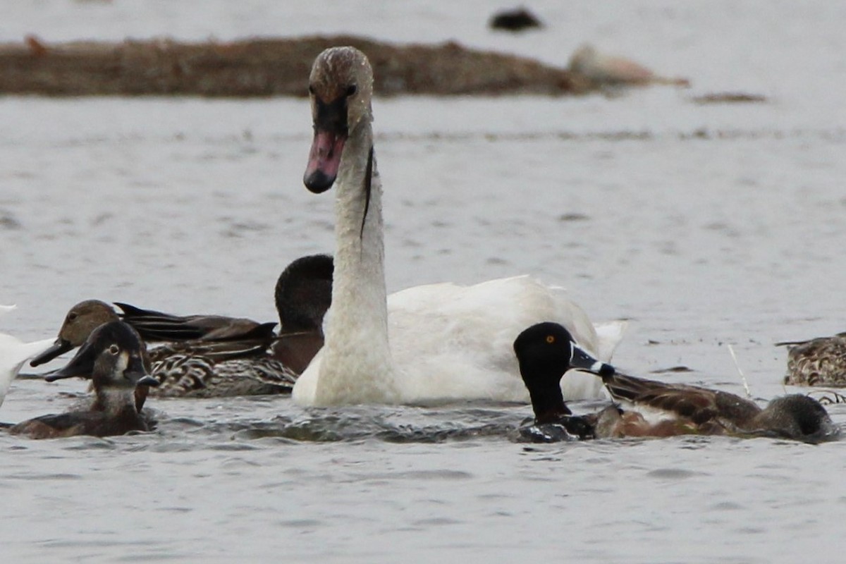 Tundra Swan - ML643364342
