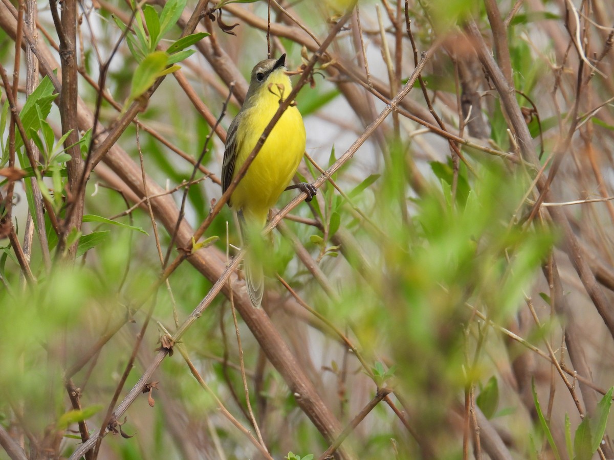 ムシクイタイランチョウ - ML643364350