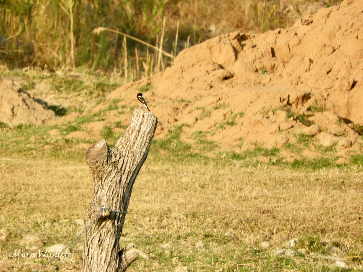 African Stonechat - ML643364357
