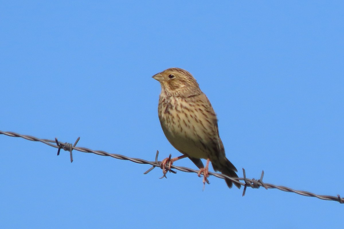 strnad luční - ML643364359