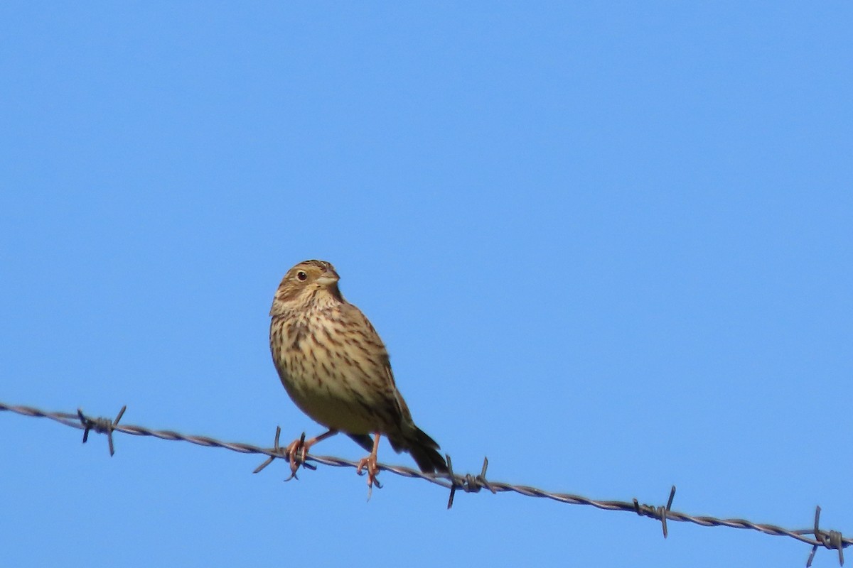 strnad luční - ML643364361