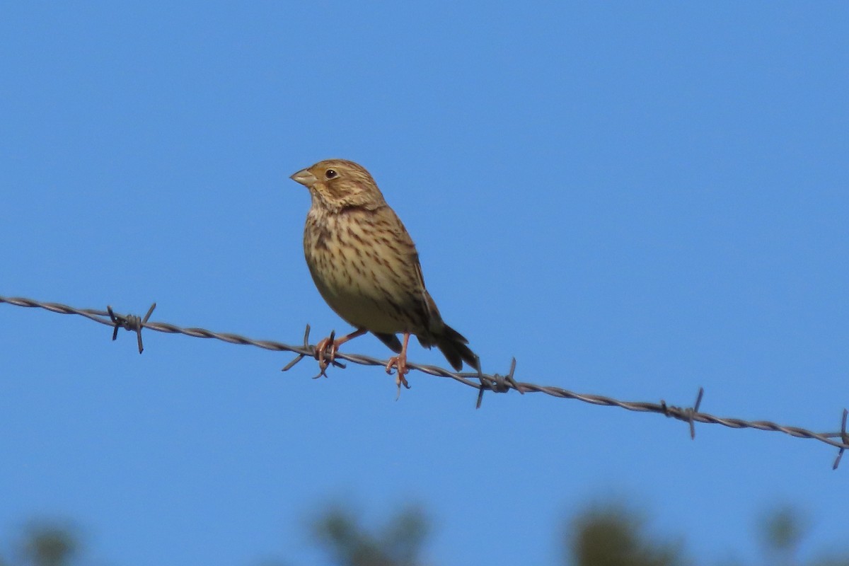 strnad luční - ML643364362