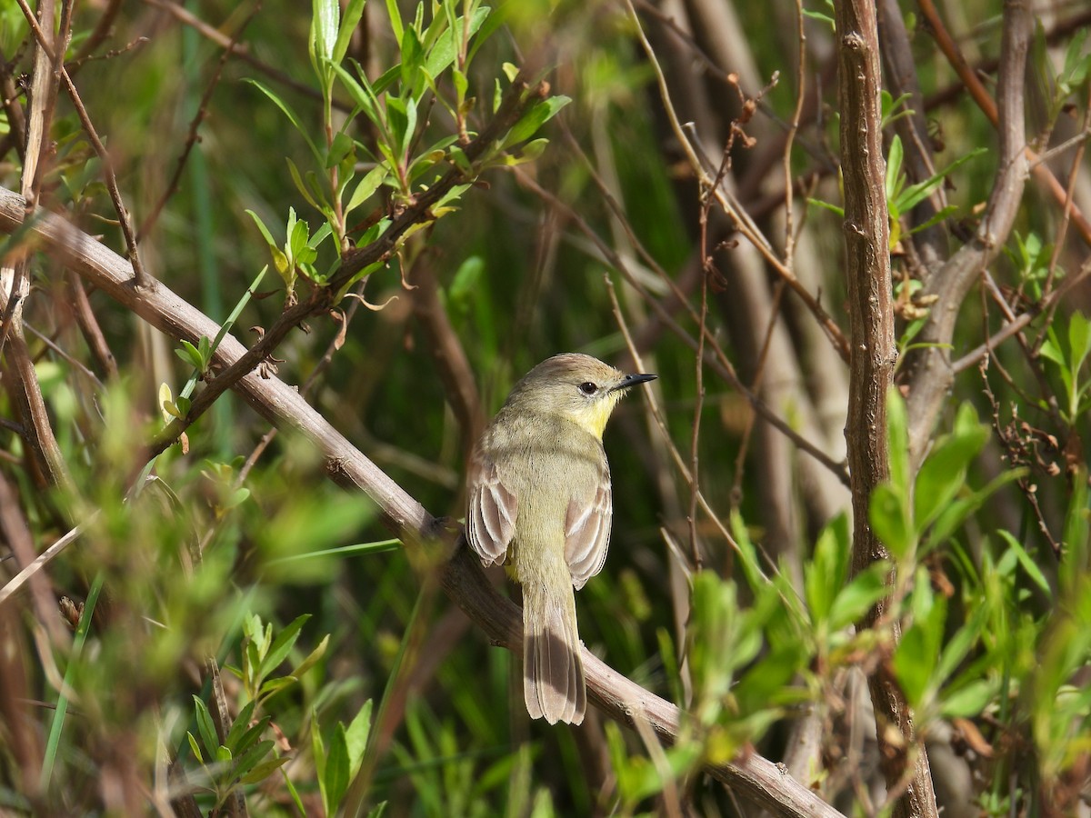 ムシクイタイランチョウ - ML643364376
