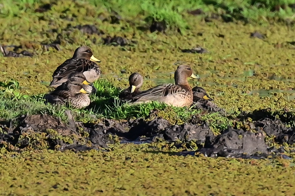 Yellow-billed Teal - ML643364397