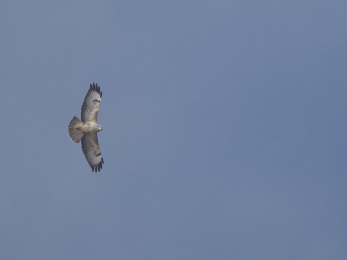 Common Buzzard - ML643364408