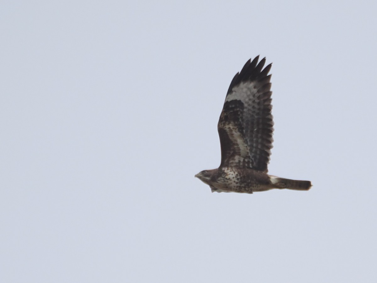 Common Buzzard - ML643364418