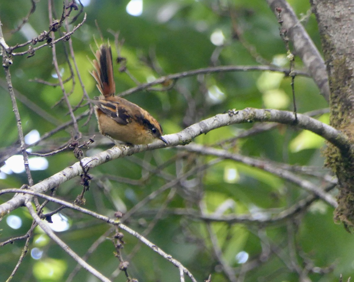 Thorn-tailed Rayadito - ML643364437