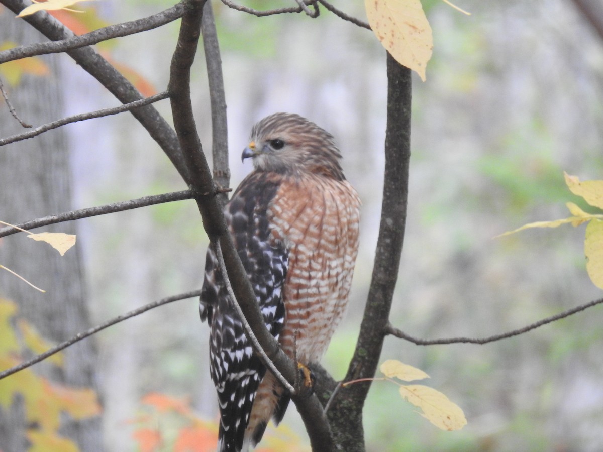 Red-shouldered Hawk - ML643364450