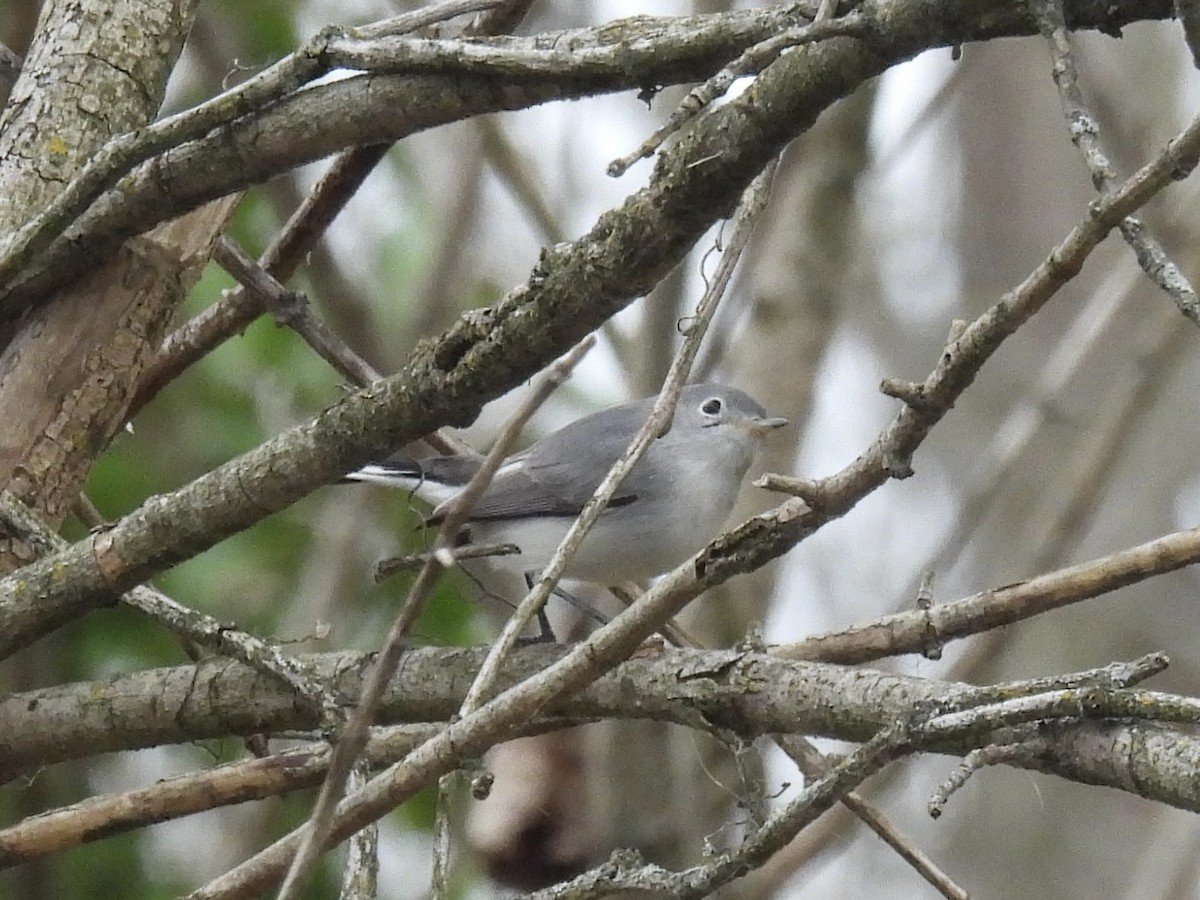 Blue-gray Gnatcatcher - ML643364451